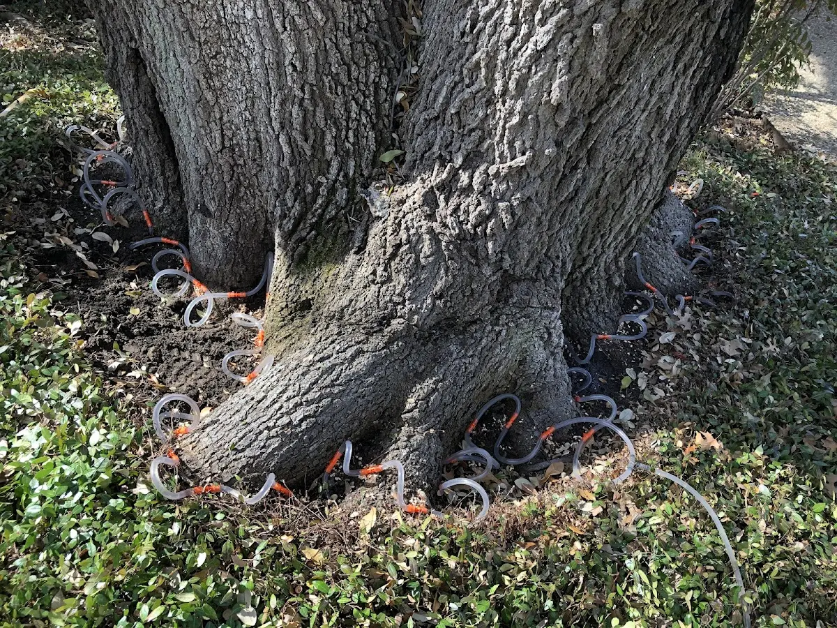 Detailed Tree Cabling and Bracing job site in Eldon