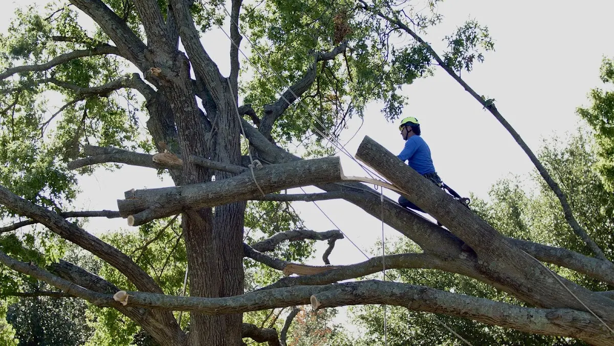 Professional Crown Thinning performed by certified arborists in Eldon